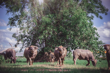Buffalo in the meadow , animals life in the nature garden
