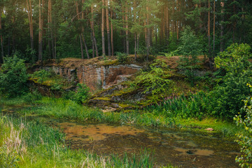 Overgrown with a reservoir in the relic forest. Outdoors background