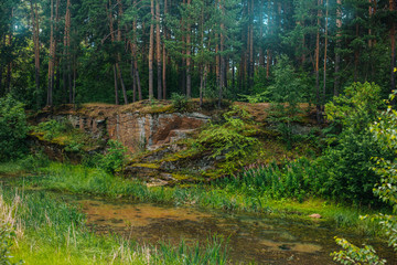 Overgrown with a reservoir in the relic forest. Outdoors background