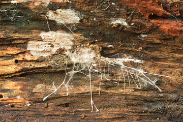 Mycelium