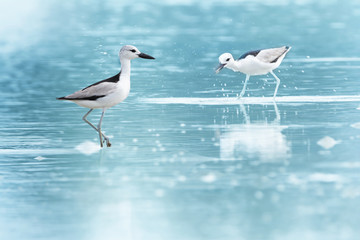 Crab plover pair of birds,selective focused..Pair of sea birds standing in andaman sea while one holding crab in long bills at Laem Krangyai Phang Nga Thailand  with water splash.