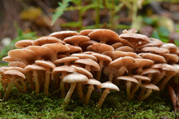 Armillaria mellea mushroom