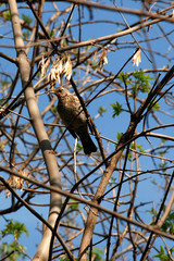 nature, tree, branches, bird, blue,
