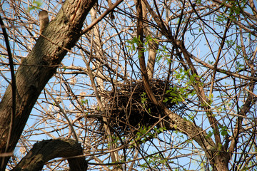 nature, tree, branches, nest, bird's nest, blue,