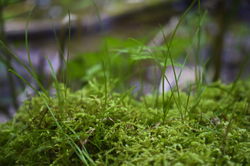 Fluss im Schwarzwald