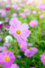 flowers cosmos in the filed morning time