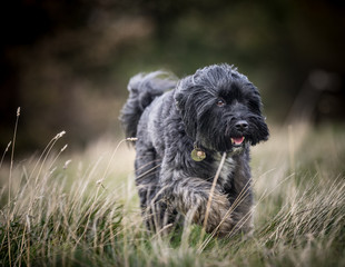 The Tibetan Terrier