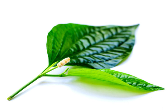 eaves and flower of Wildbetal Leafbush (Piper sarmentosum Roxb) on white isolated background.