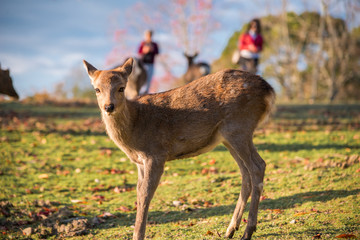 奈良公園　秋　紅葉　鹿