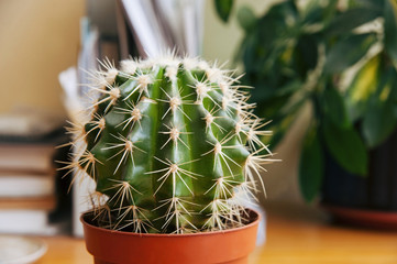 The big spiny cactus is on the table in a modern office © Мар'ян Філь