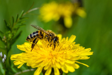 Honeybee on a Dandelion gathering nectar