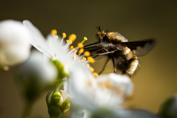 Insect Gathering Nectar from a flower