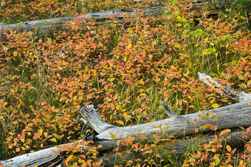 Autumn Colors