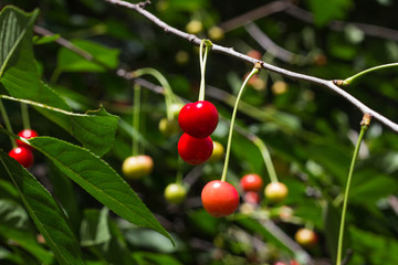 cherries on tree