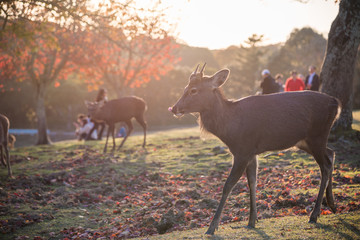 奈良公園　秋　紅葉　鹿