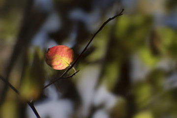 first red autumn leaf in the dark forest, seasonal nature background with copy space