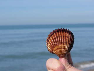 Holding a brown seashell in the hand with blue sea background