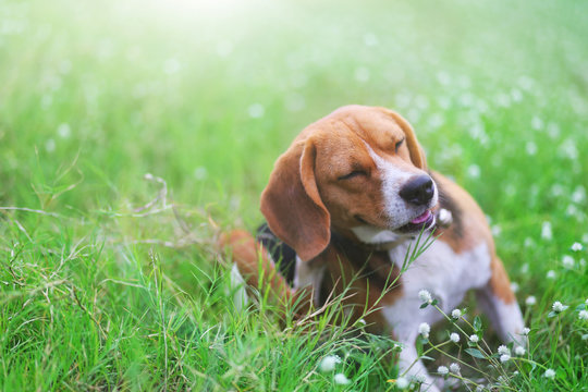 Beagle dog scratching body in the wild flower field .