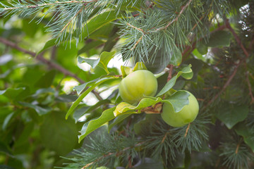 cachi acerbi sull'albero