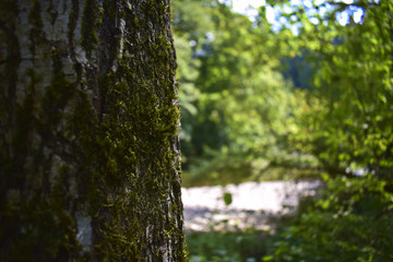 Fototapeta premium Fluss im Schwarzwald
