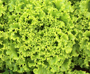 background of green fresh lettuce