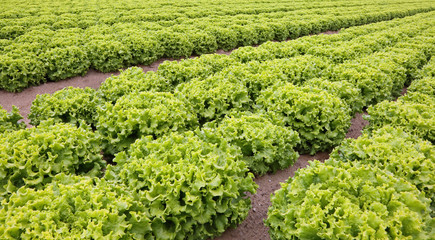 many heads of fresh lettuce in the cultivated fields in plain