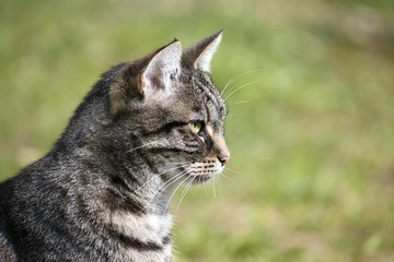 Naklejka na ściany i meble tabby cat portrait in profile against a green background, copy space