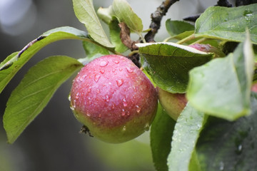 red ripe apple with drops of water on the tree, harvest time in autumn, selected focus