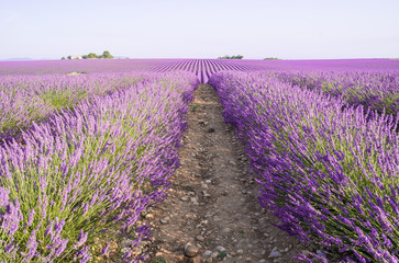 Fototapeta na wymiar Endless rows of blooming lavender flowers in a scented field of Valensole village, Provence, France.