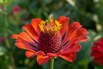 Close up of carpel pink flower.