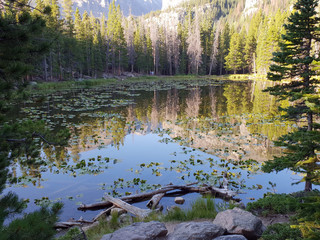 Lake with Lilies