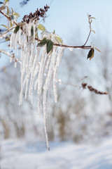 icicles on a branch on a sunny winter day, blurry landscape background with copy space, vertical