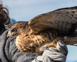 Red-tailed and broad winged hawks at NH Audubon raptor release during hawk migration