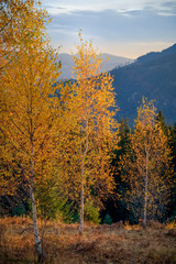 Carpathian mountain landscape on a foggy Autumn day