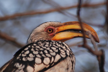 bucero