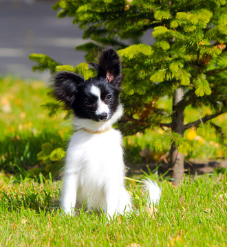 Cute white and black dog posing on the green grass near the young spruce. A small puppy sits with raised ears on the street. The concept postcards with animals. The continental toy Spaniel. Papillon.