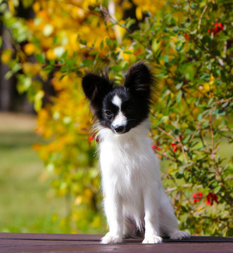 Cute white and black dog posing on a wooden bench on the background of yellow autumn trees. A small puppy sits on the street. The concept postcards with animals. The continental toy Spaniel. Papillon.