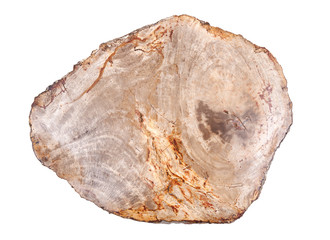 Natural polished Petrified wood slab from Madagascar isolated on white background.