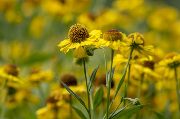 Helenium autumnale common sneezeweed in bloom, bunch of yellow flowers, high shrub with leaves