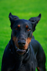 dog breed Doberman Pinscher