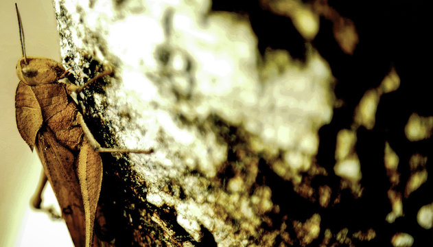 Macro