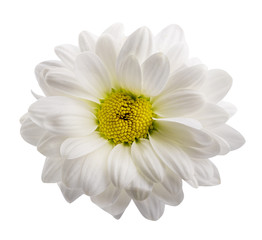 Daisy isolated on white background. Clipping path