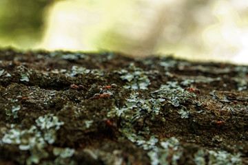 Ants on the bark of a tree, close-up. Ant Trail. Soft focus