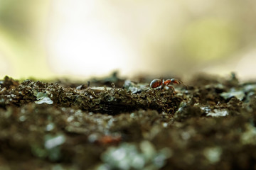 Ants on the bark of a tree, close-up. Ant Trail. Soft focus