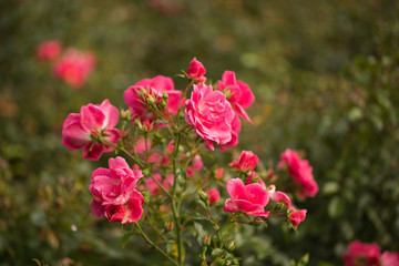 Fototapeta premium flowers in garden