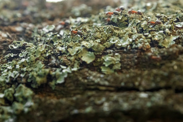 Ants on the bark of a tree, close-up. Ant Trail. Soft focus