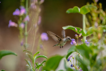 Hummingbird in flight with beak in wildflower.