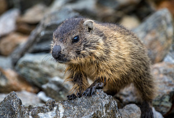 Closeup of a baby Alpine marmot on Mount Furgler