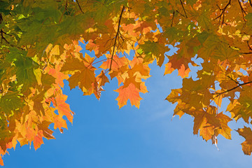 Ahornzweige mit bunten Blättern im Herbst