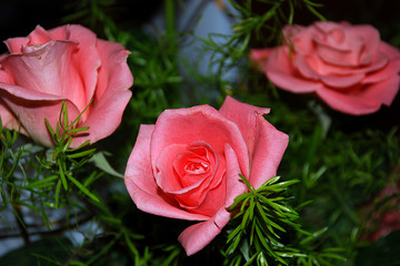 nature, flowers, flower, rose, pink, beautiful, beauty